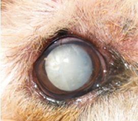 Close up of right eye pre-cataract surgery